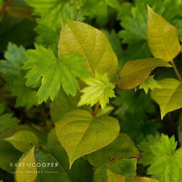Detail of small green leaves  in a forest in British Columbia 