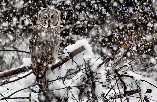 A large great grey owl perched on a snow covered branch during a snowfall