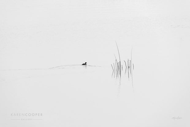 black coot with reeds on a lake