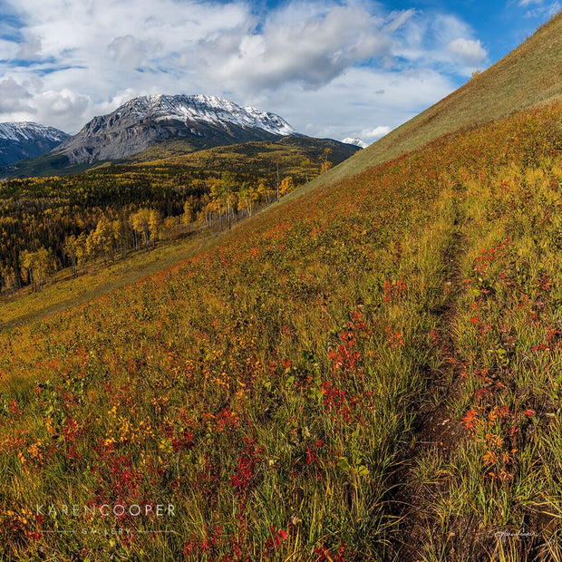 Yellow grass with patches of orange and red wildflowers growing along a sharp slope, dominating the foreground. Background filled with larch trees and other, vibrant green evergreen trees. Smooth mountain peaks covered in thick white clouds 