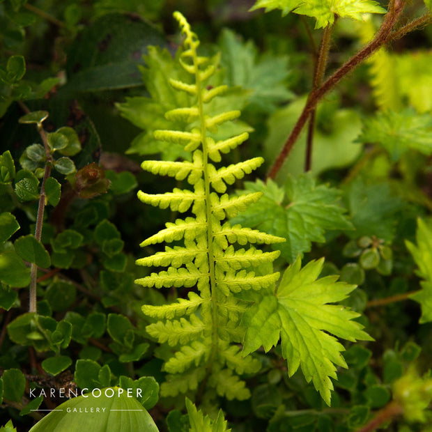 Detail of a small young green fern among other green foliage in a forest in British Columbia 