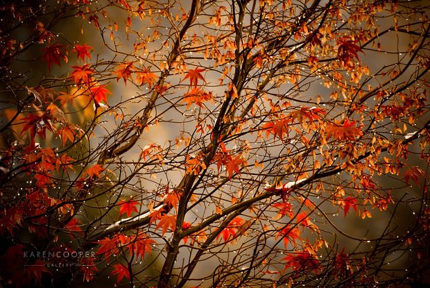 Detail of a maple leaf trees, whose branches are covered in bright, orange leaves and a thin dusting of white snow. 