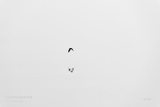 barn swallow in flight on white background