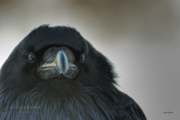 Raven in profile with grey background looking toward the viewer. 