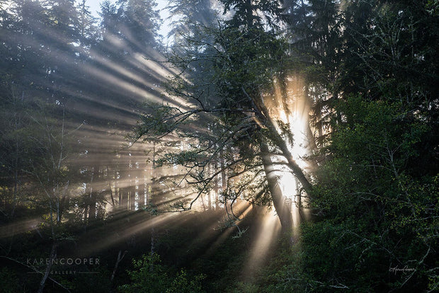 Side profile of marine fog rays coming through the tree's foliage, with a bright, sun-filled centre. 