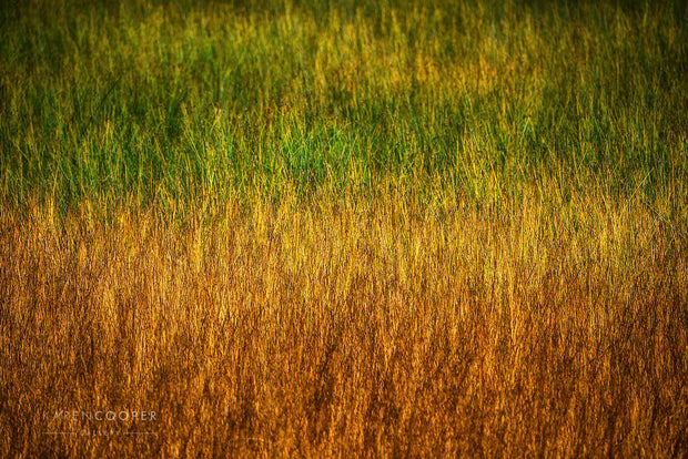 Green and orange grasses