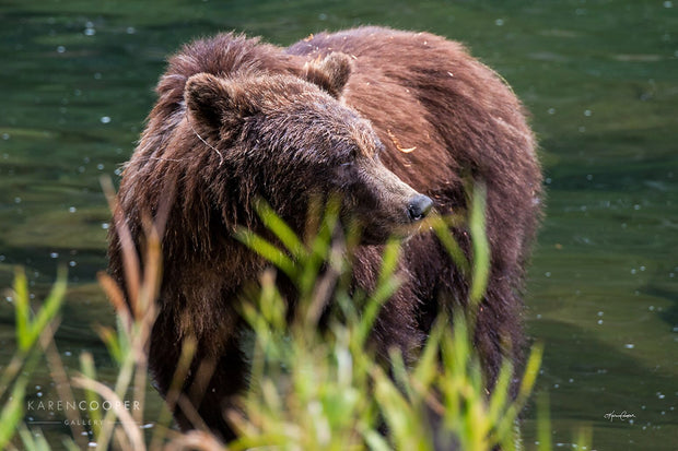 A mother grizzly bear watches over cubs outside of the frame along the shores of the Atnarko river. 
