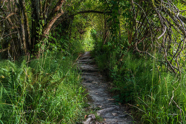 A small, rough forest pass flanked by tall grasses and ferns, with a large, overhanging tree. 