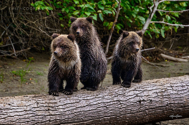 three grizzly bear cubs on a log