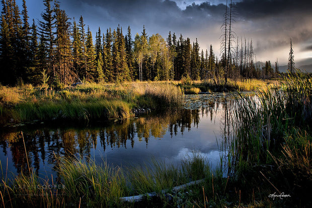 Fine art luxury nature landscape contemporary photography by Karen Cooper Gallery A still creek with lily pads under a stormy sky  with some sun coming through to bathe the nearby trees with light on a stormy spring day in British Columbia Canada 