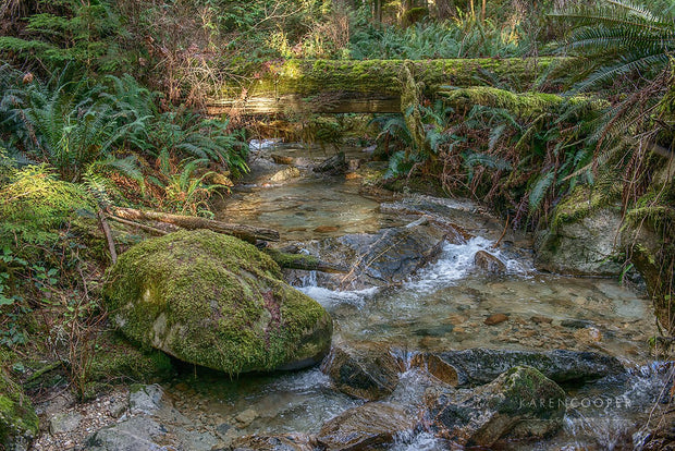 A small , fern-lined rockbed stream with small cascading rapids, with fallen, moss covered logs above, as well as moss covered boulders on its shore
