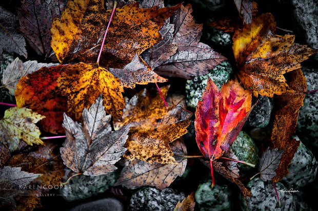 Detail of a patch of red, yellow, and orange maple leaves against mossy rocks 