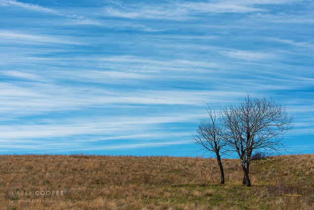 three trees in field against a blue sky with white clouds