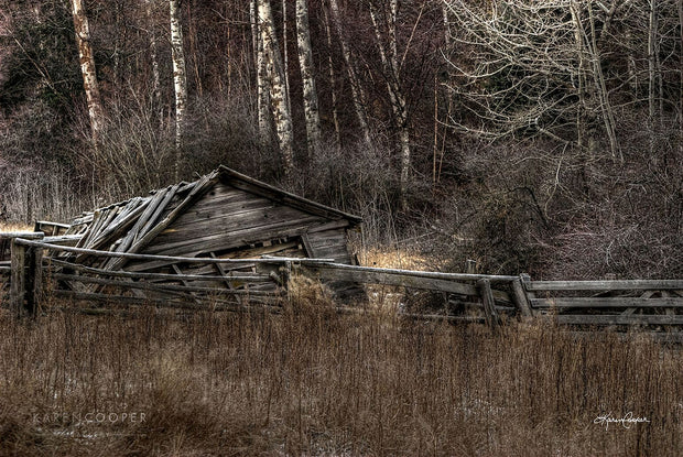 An old, collapsed barn with a fence around it. Bare, white birch trees and browning grass surround these historical ruins.