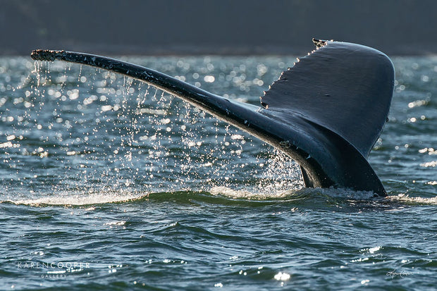 Detail of a humpback whale tail going into the clear ocean water off the coast of Vancouver Island in British Columbia 