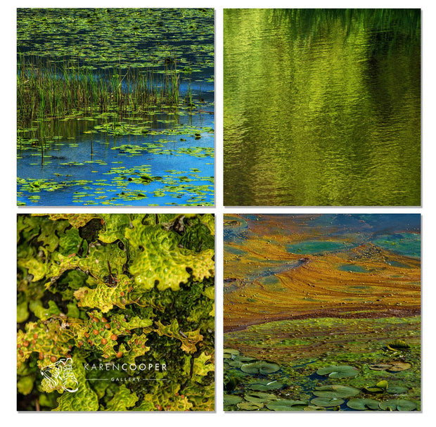 A unique collection of Fine art luxury nature landscape photography of wetlands in British Columbia, vibrant blues and greens with algae, wetland plants, and shimmering water 