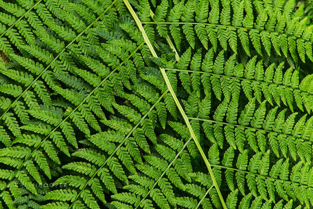 Detail of a vibrant, green fern's foliage 