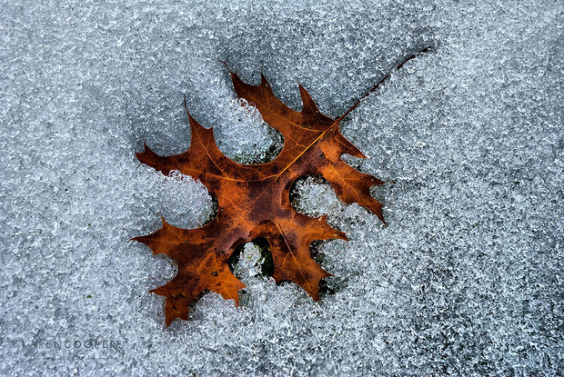 Detail of a single, copper oak leaf against the crystalline snow in winter in British Columbia 