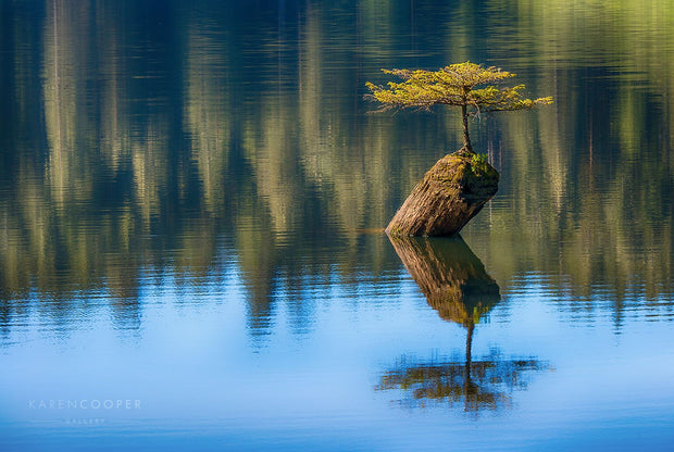 miniature douglas fir growing out of a small log in the middle of a lake. Its reflection and the reflection of the trees on the shoreline are visible in bright blues and greens. 