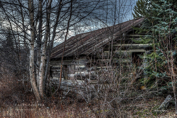 A historical, overgrown log structure surrounded by leafless birch tress and one evergreen