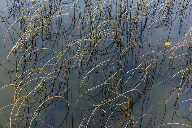  reeds bent over in blue green water