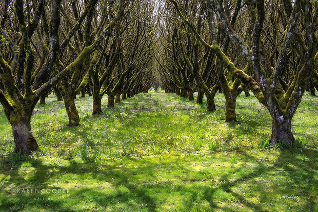 A row of  moss-covered hazelnut trees on a sunny day in an orchard in British Columbia 