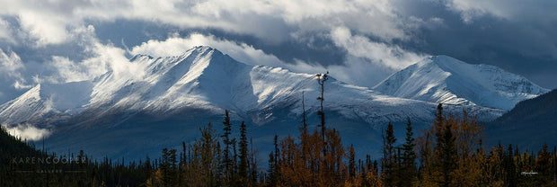 Tops of evergreen trees before a set of snowy mountain peaks. Thin clouds in the blue-grey sky. 