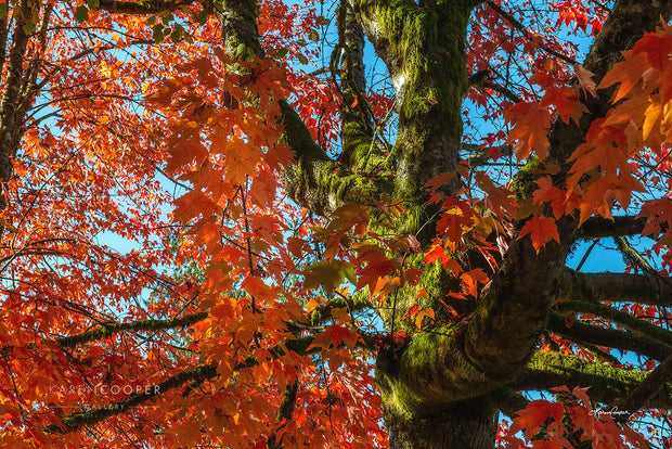 Fine art luxury nature landscape photography by Karen Cooper GalleryDetail of a moss-covered maple tree with bright orange leaves in Vancouver British Columbia Canada 
