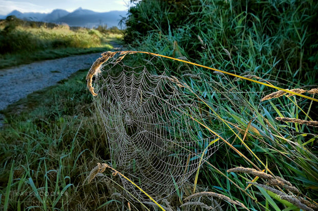 Detail of a spider web that is on a few pieces of grass. River seen in background, as well as rolling grass hills and mountain range. 
