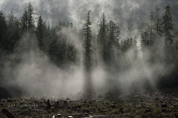 Foreground is dominated by logged forest, which ends toward the background by tall, thin trees with sun rays shining through the mist that engulfs the scene 