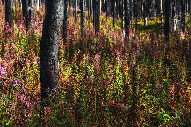 Charred, black trees surrounded by bright green and purple fireweeds. 
