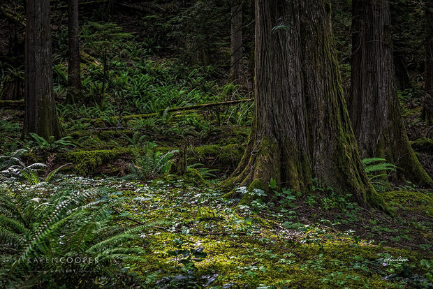 Green ferns and other forest plants dotting the forest floor, surrounding the visible tree trunks covered in thin layers of moss near the base of their trunks 