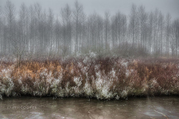 frost covered, leafless trees in background with beige brush along the shoreline of a frozen creek