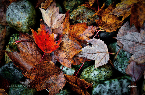 Detail of a patch of red, yellow, and orange maple leaves against mossy rocks 