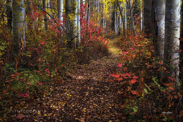 A leaf-covered pathway running through a birch tree forest in autumn, with bright yellow and red leaves in Northern British Columbia