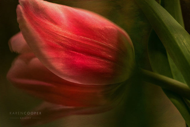 red tulip with green leaves laying on side