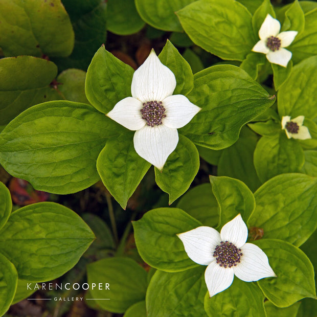 Detail of four small white flowers surrounded by their large, green foliage  in a forest in British Columbia 
