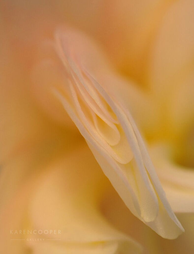 Detail of a yellow flower bud with petals just becoming visible. 