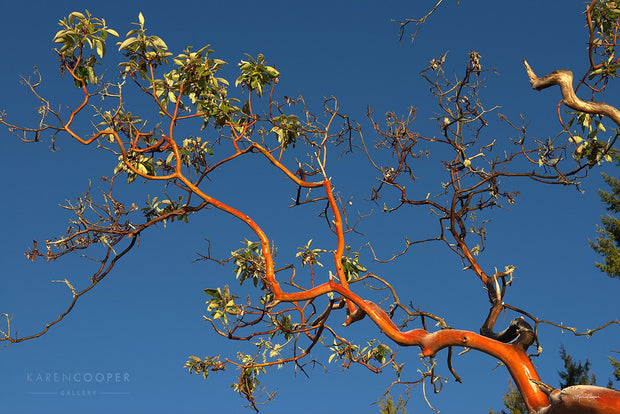 Fine art luxury nature landscape photography Orange arbutus tree branch with green leaves against a bright blue sky in Victoria in British Columbia 